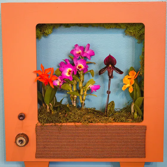 portfolio image